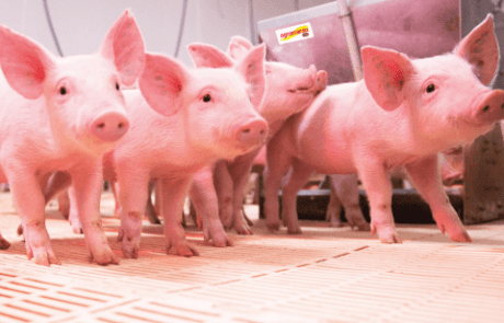 Agromarau - Proteína Animal