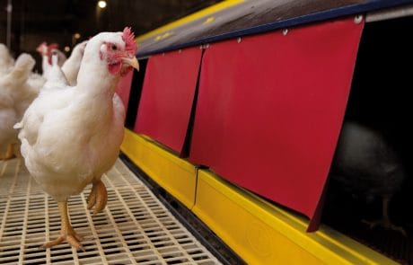 Agromarau - Proteína Animal