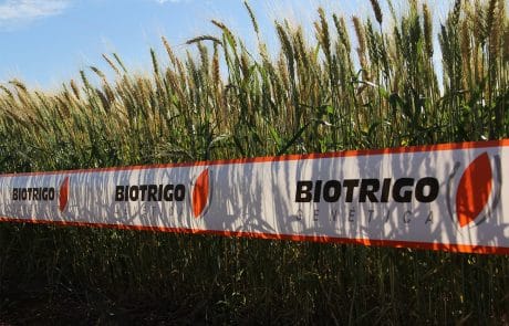 Biotrigo